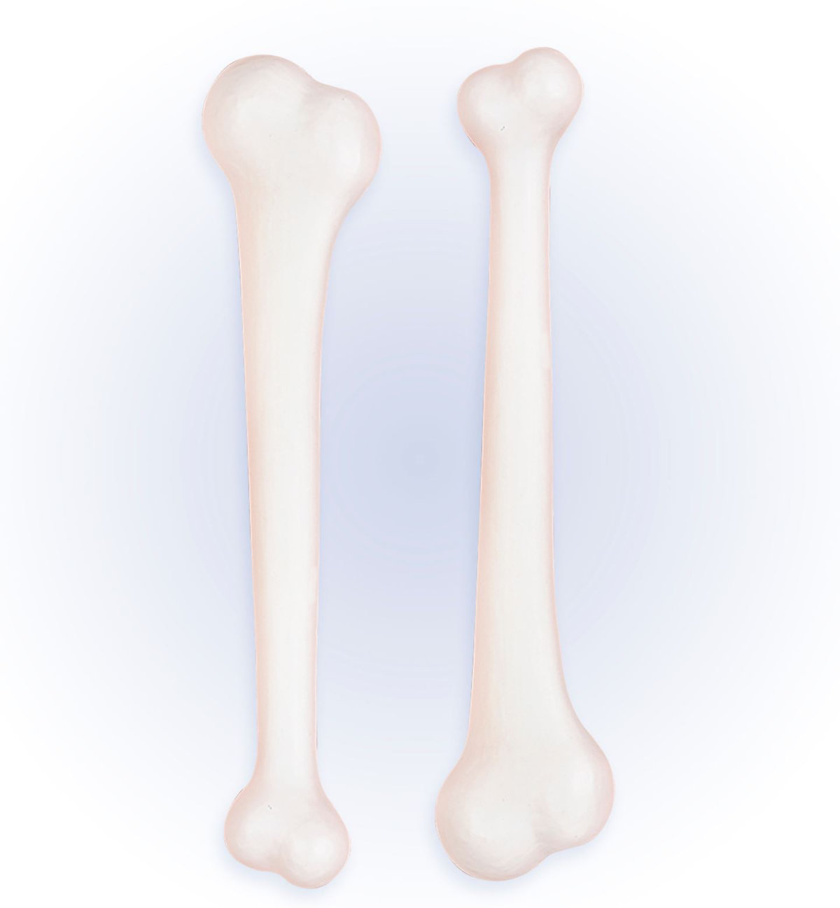 Knochen, 2 Stück, je 23 cm, weiß