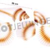 Muschel-Set 3D, 5 Stück, bis zu 39 cm