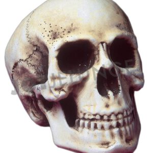 Schädel, Hell, 25 cm